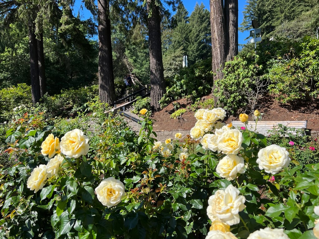 International Rose Test Garden