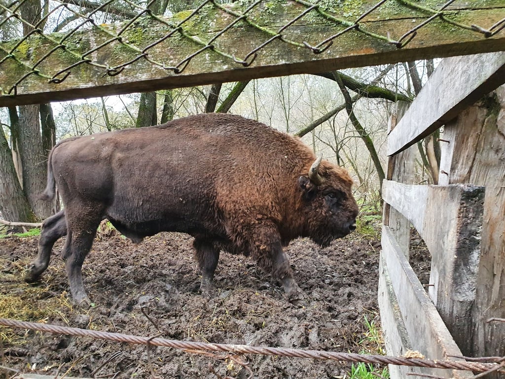 Pădurea Domnească Reserve