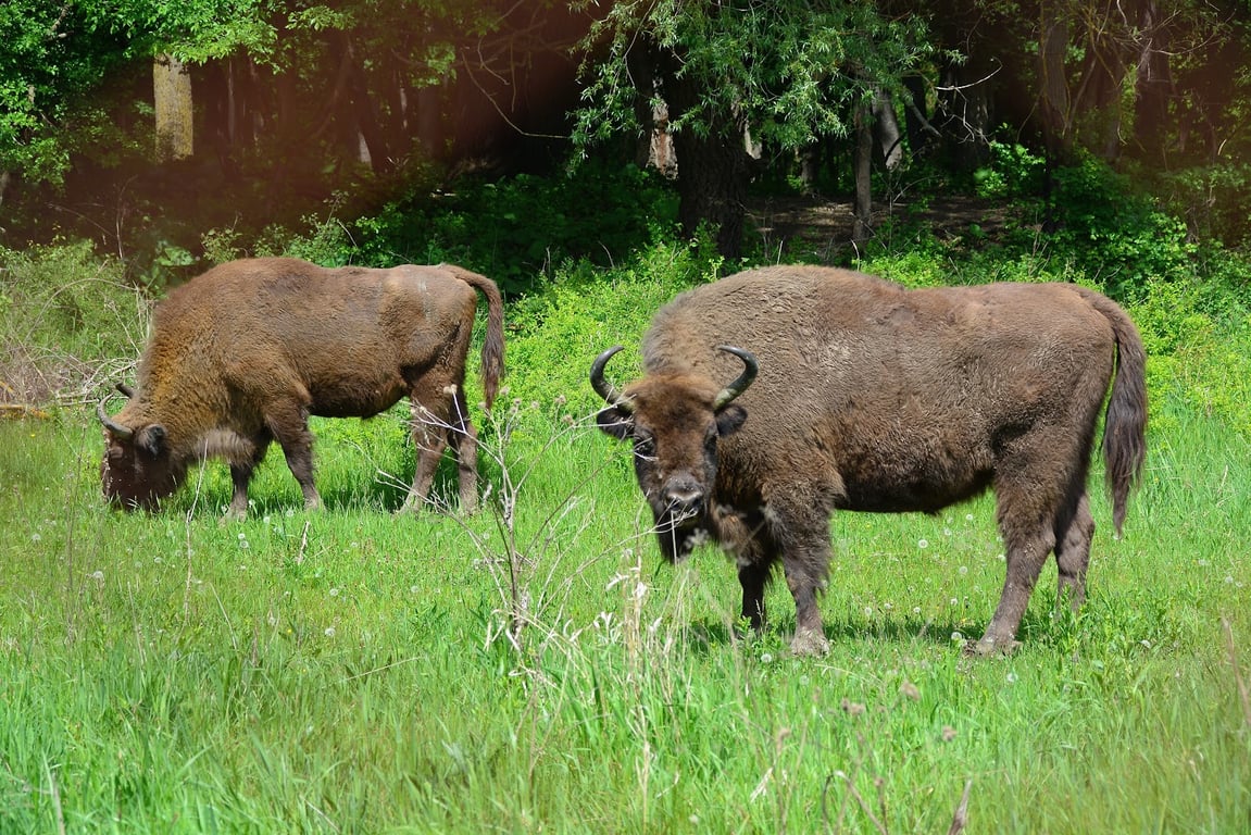 Pădurea Domnească Reserve