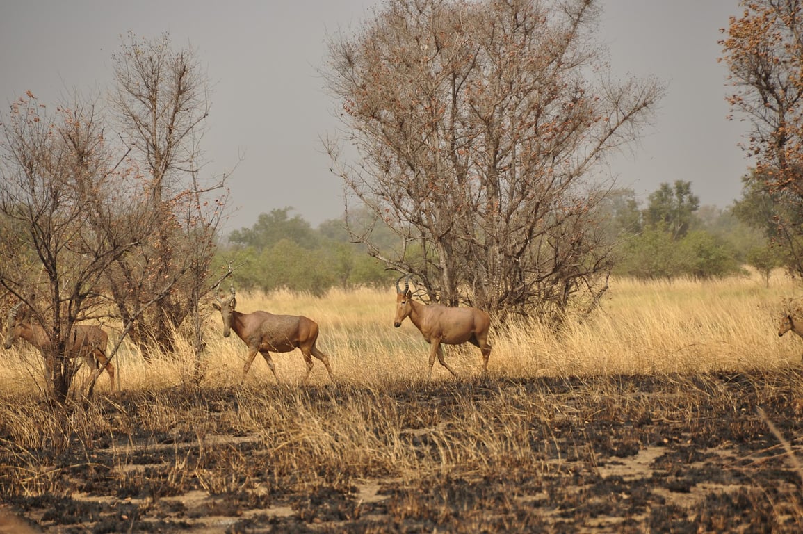 Pendjari National Park