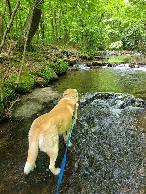 Laurel Hill State Park