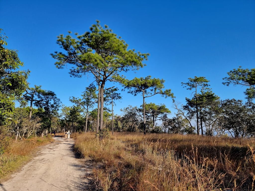 Phu Kradueng National Park