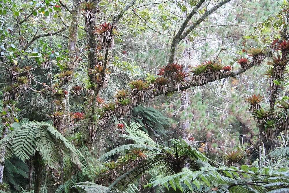 Pic Macaya National Park