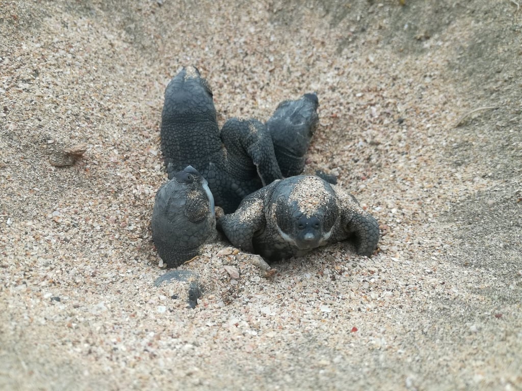 Playa Grande Turtle Spot
