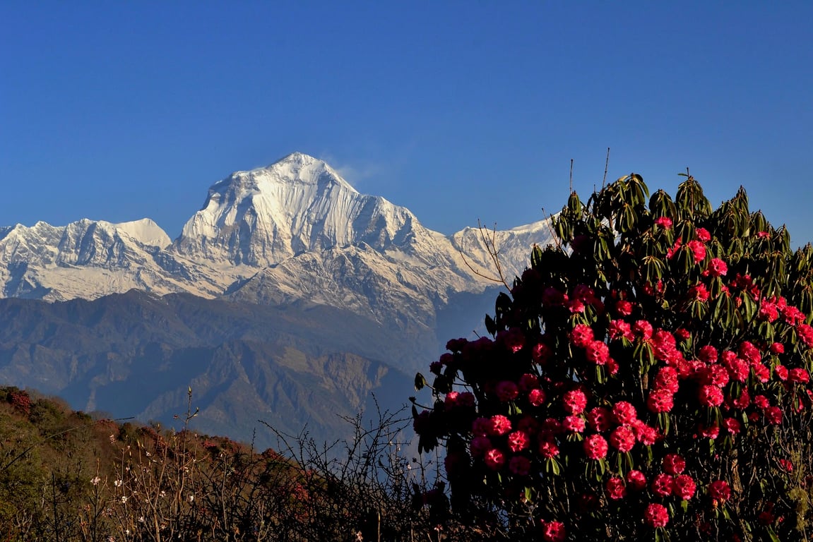 Poon Hill