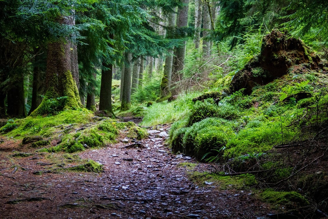 Puck’s Glen Trail