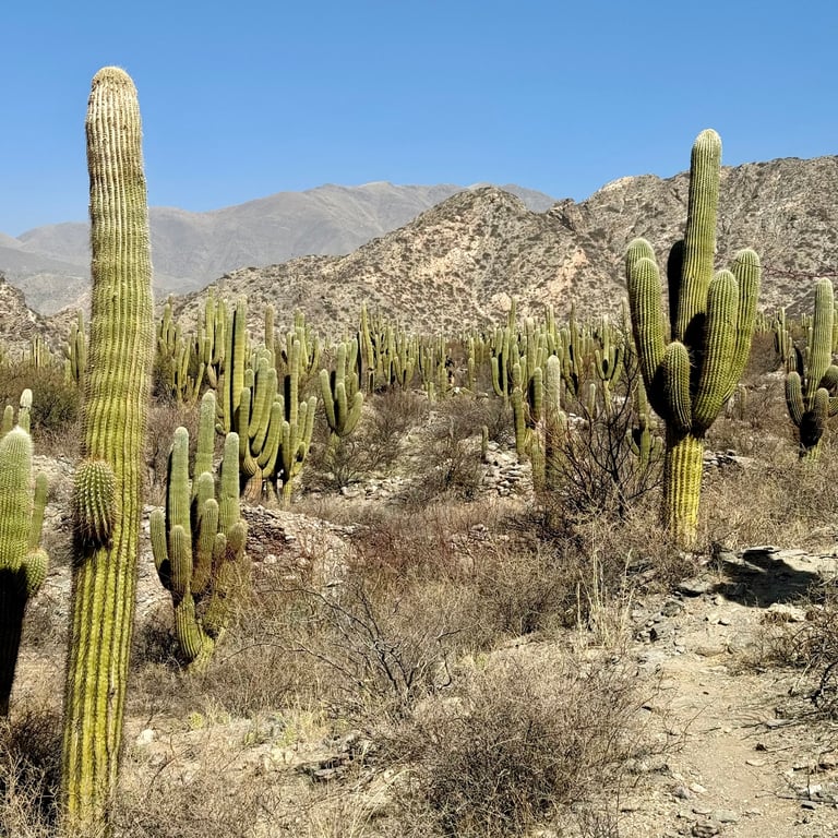 Quilmes Ruins