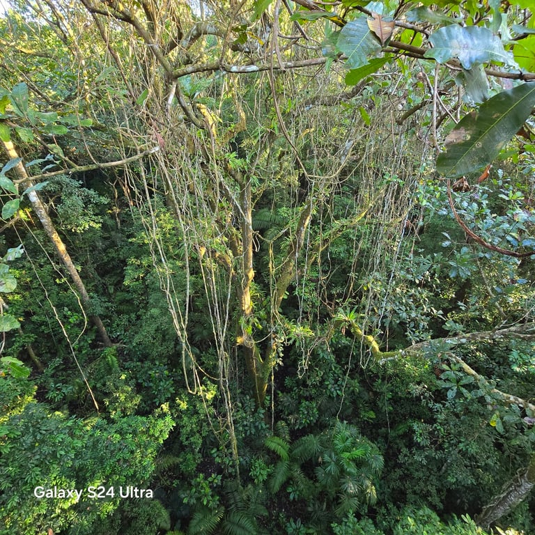 Rainforest Discovery Center