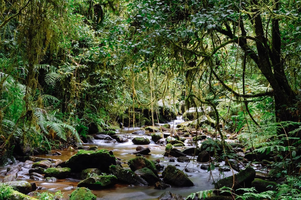 Ranomafana National Park