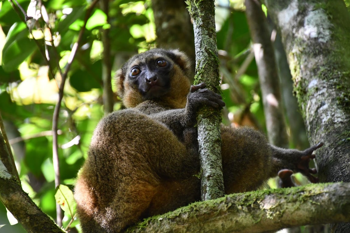 Ranomafana National Park
