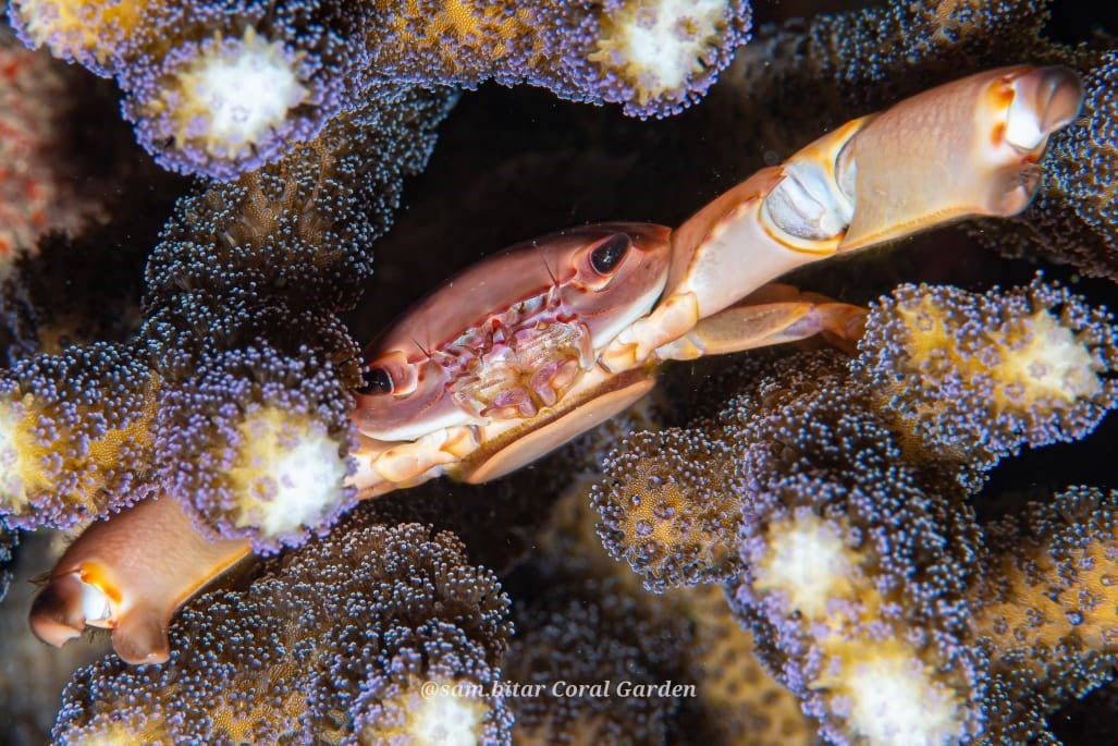 Red Sea Coral Reefs