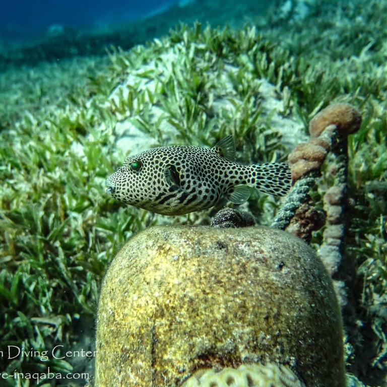 Red Sea Coral Reefs