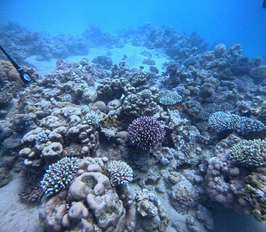 Red Sea Coral Reefs
