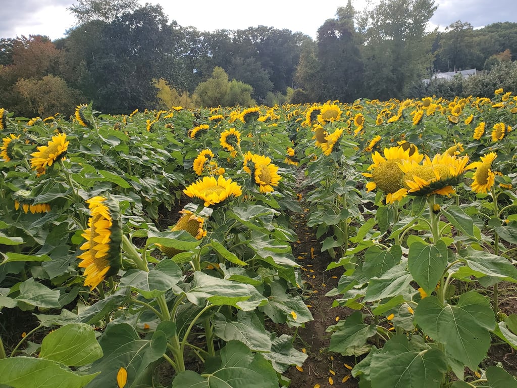 Jaswell's Farm Sunflower Field