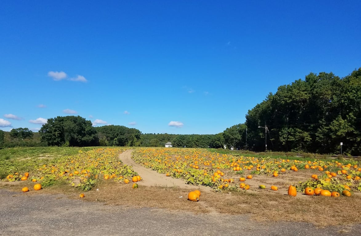 Jaswell's Farm Sunflower Field