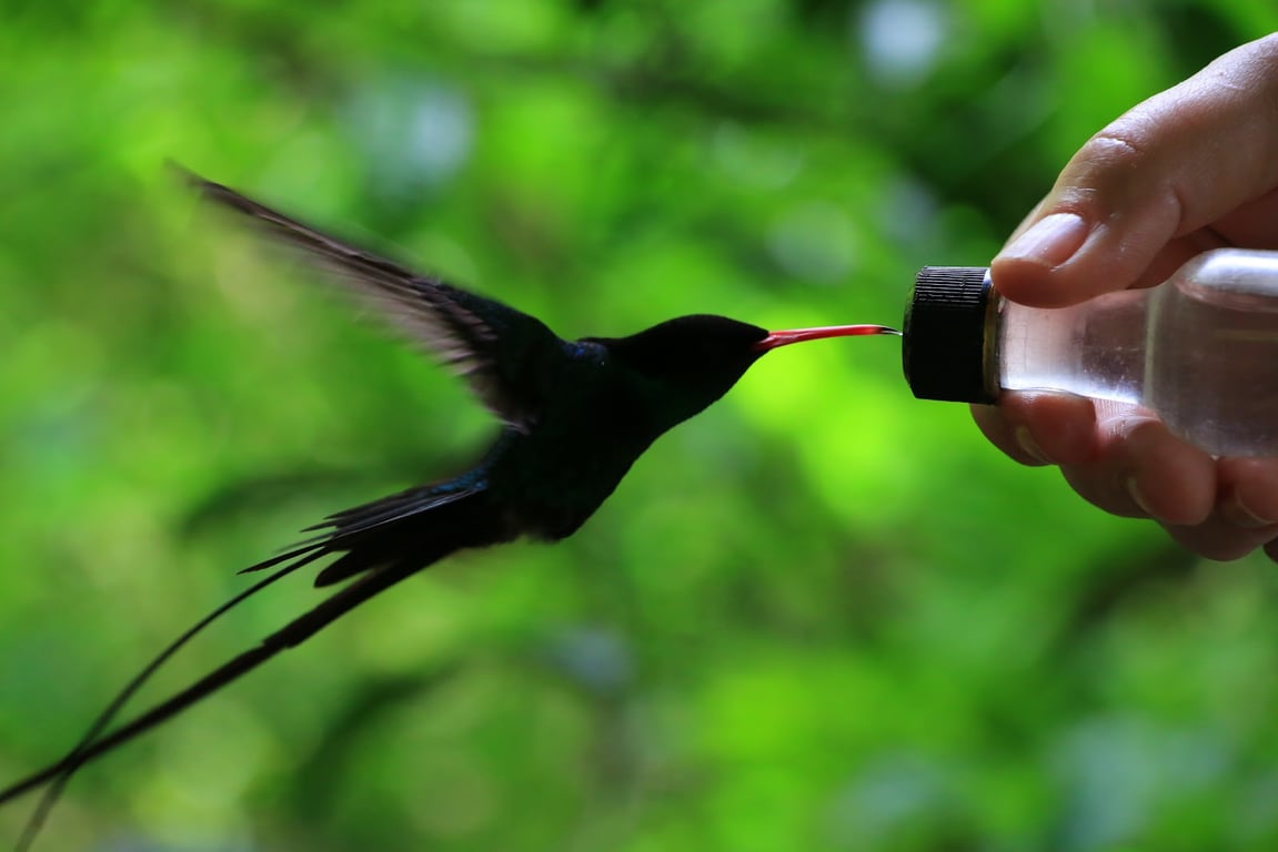 Rocklands Bird Sanctuary