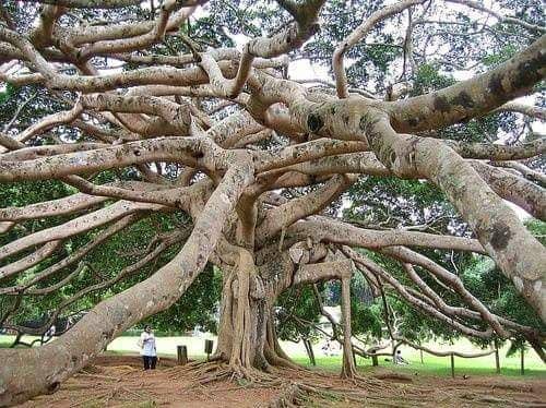 Royal Botanical Gardens