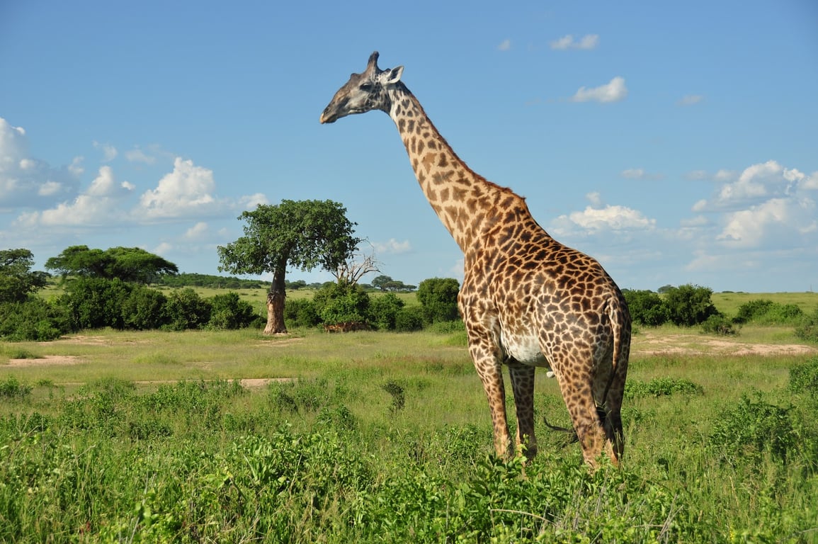 Ruaha National Park