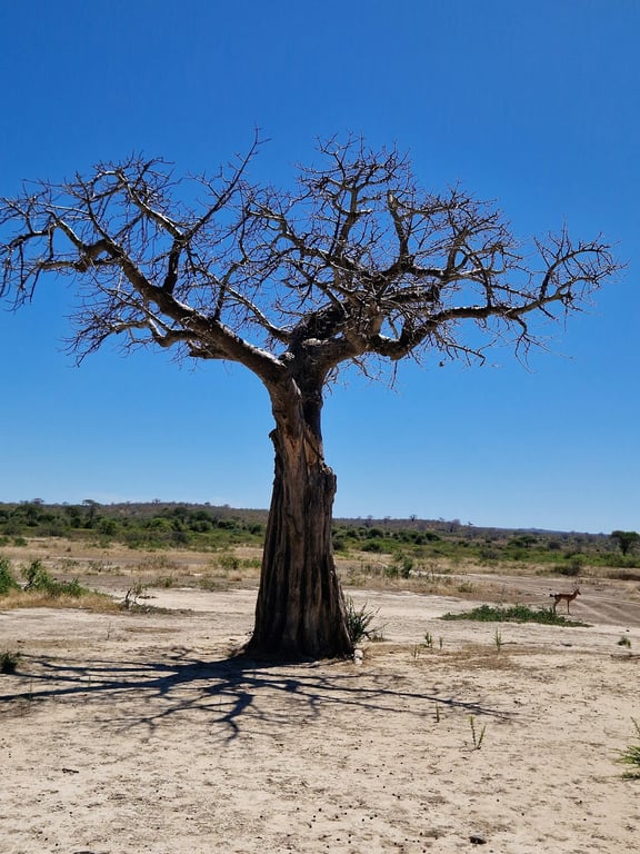 Ruaha National Park