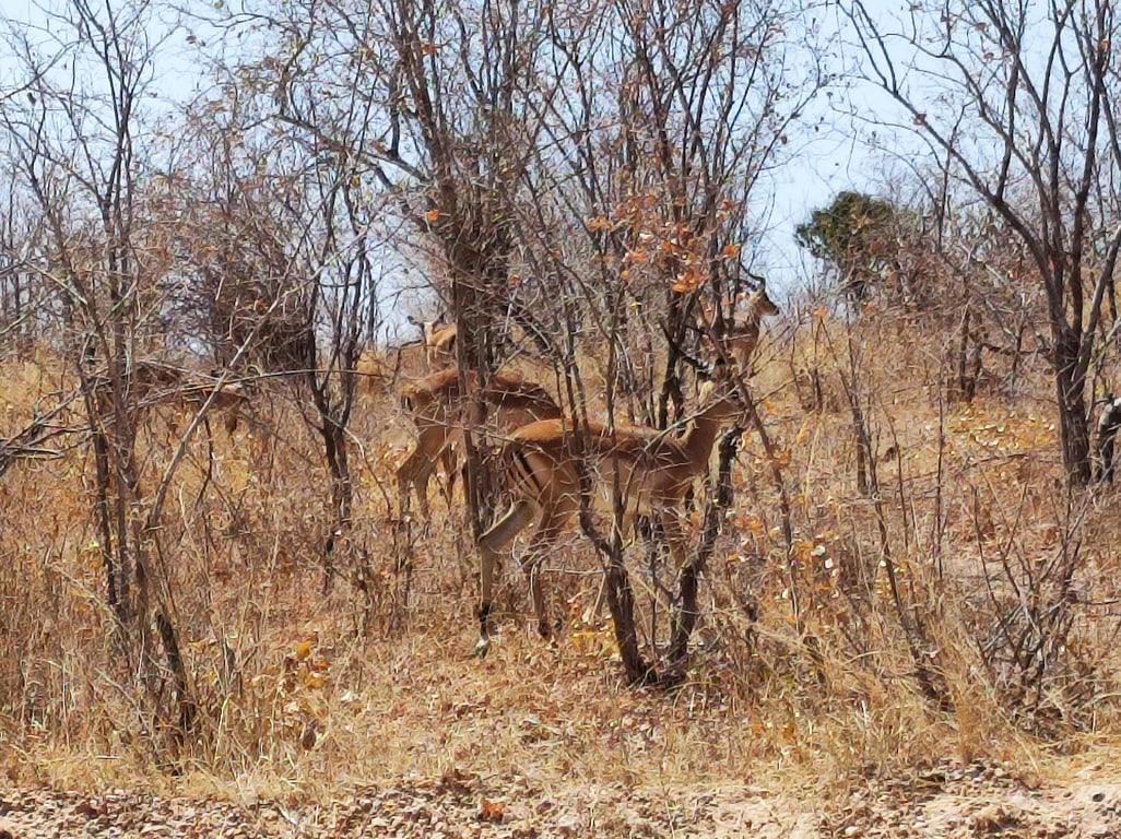 Ruaha National Park