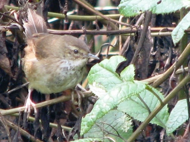 Rugezi Marsh