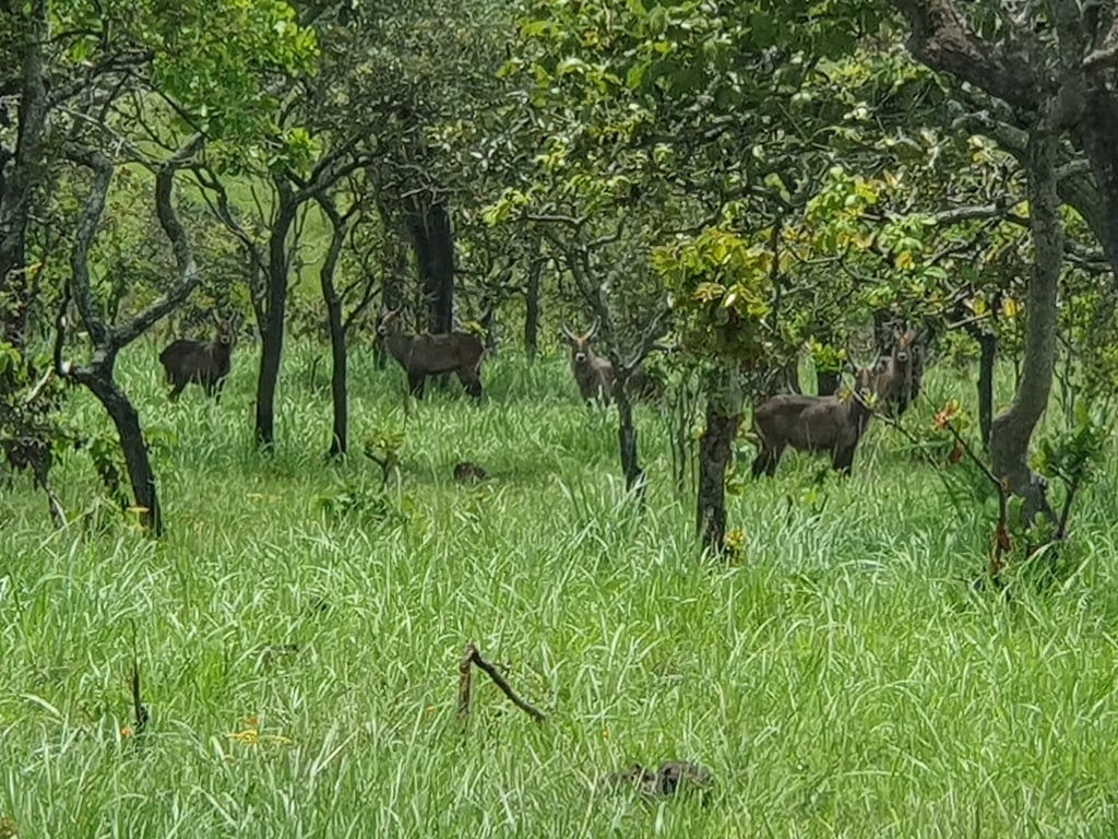 Ruvubu River Wilderness