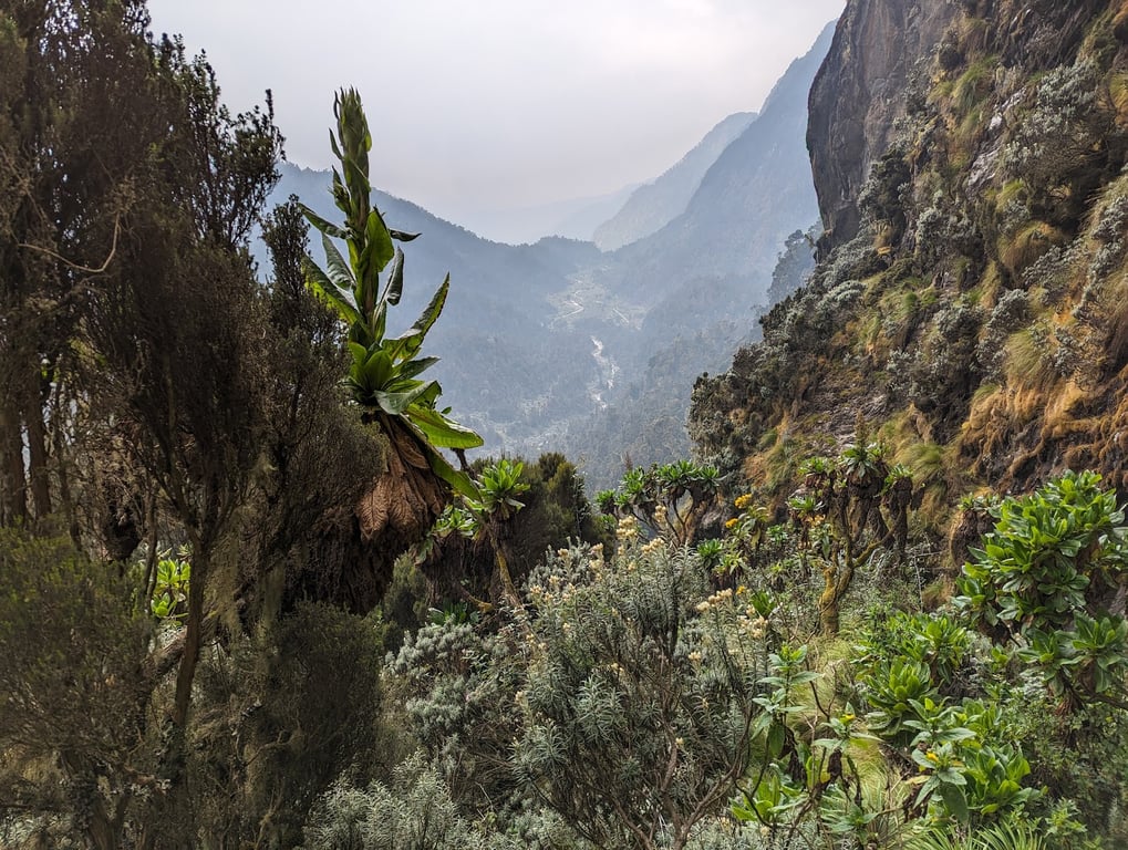 Rwenzori Mountains