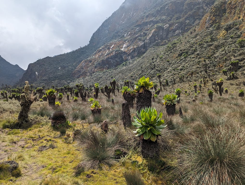 Rwenzori Mountains