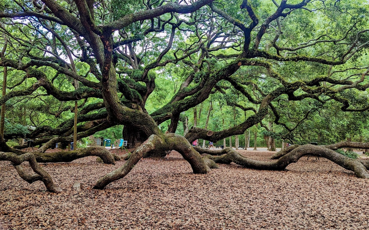 Angel Oak