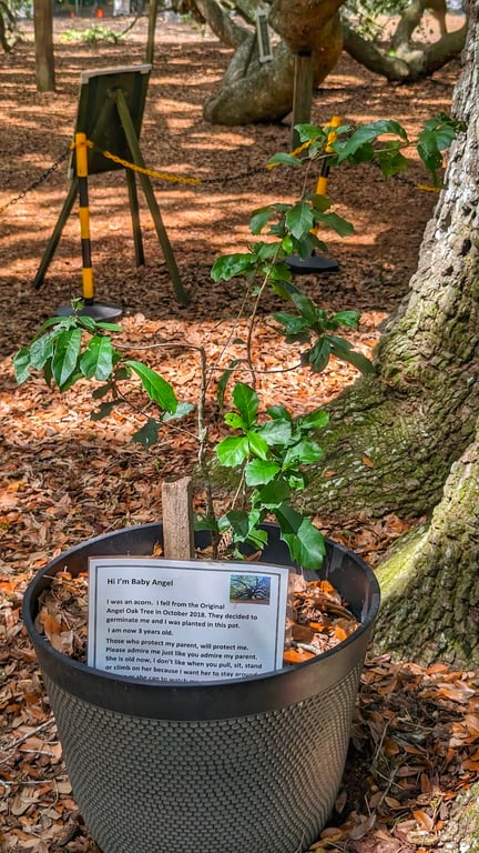 Angel Oak