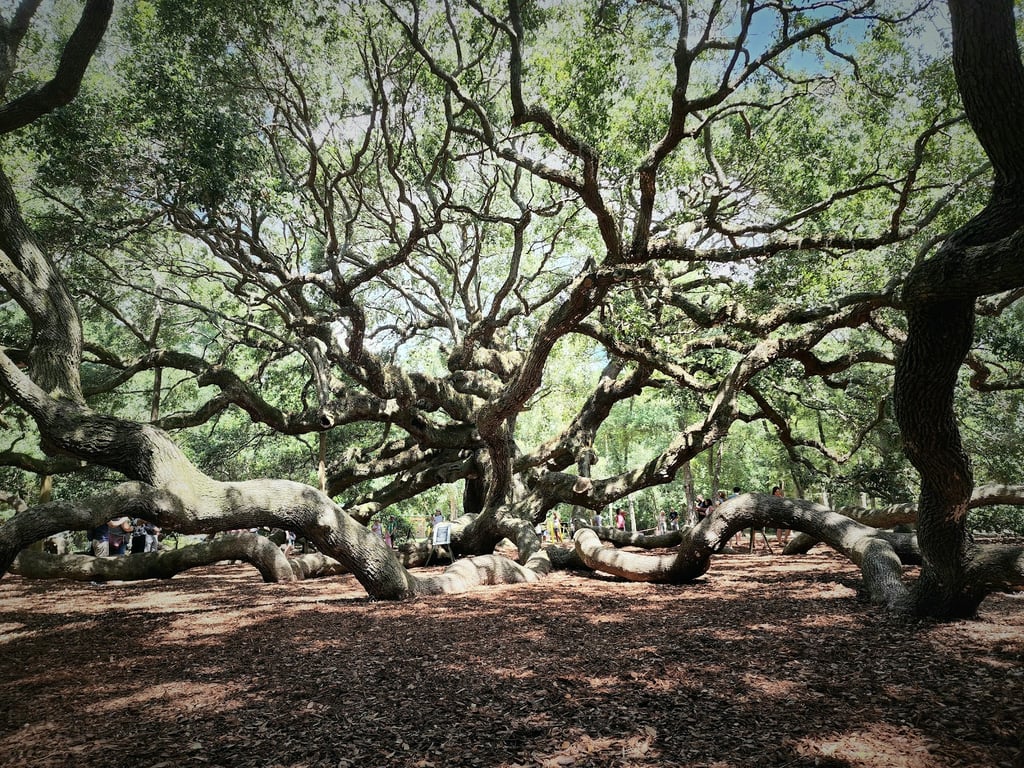 Angel Oak