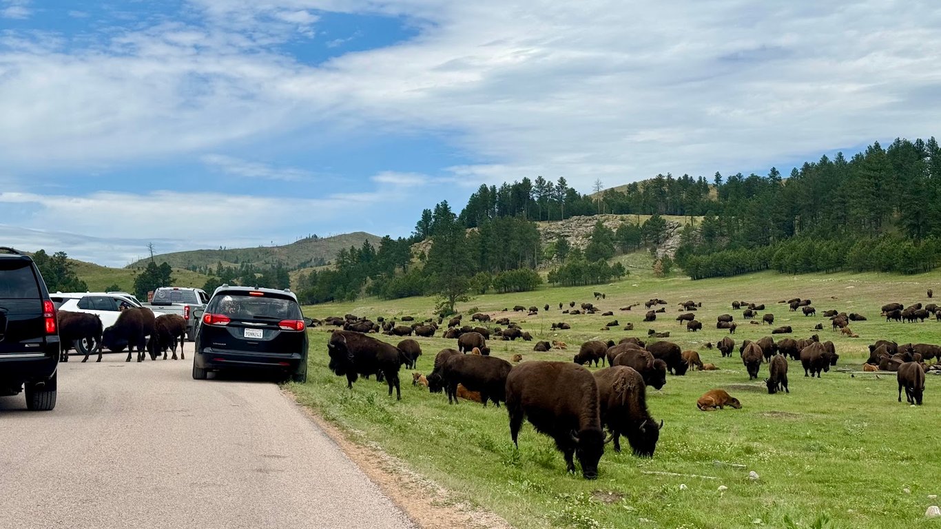 Bison Herd at Wildlife Loop