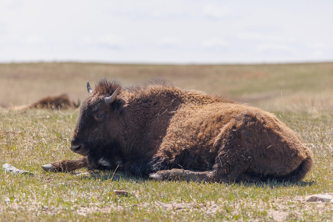 Bison Herd at Wildlife Loop