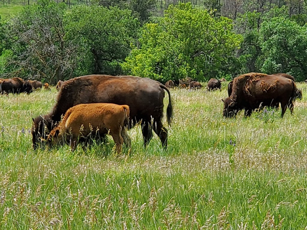 Bison Herd at Wildlife Loop