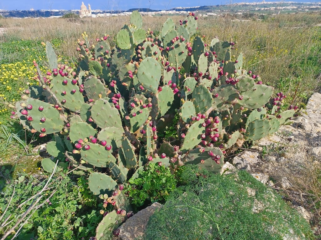Ta’ Ċenċ Cliffs