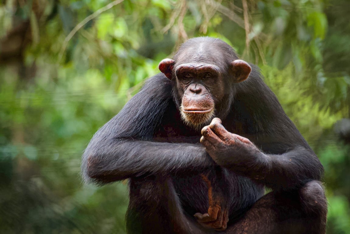 Tacugama Chimpanzee Sanctuary