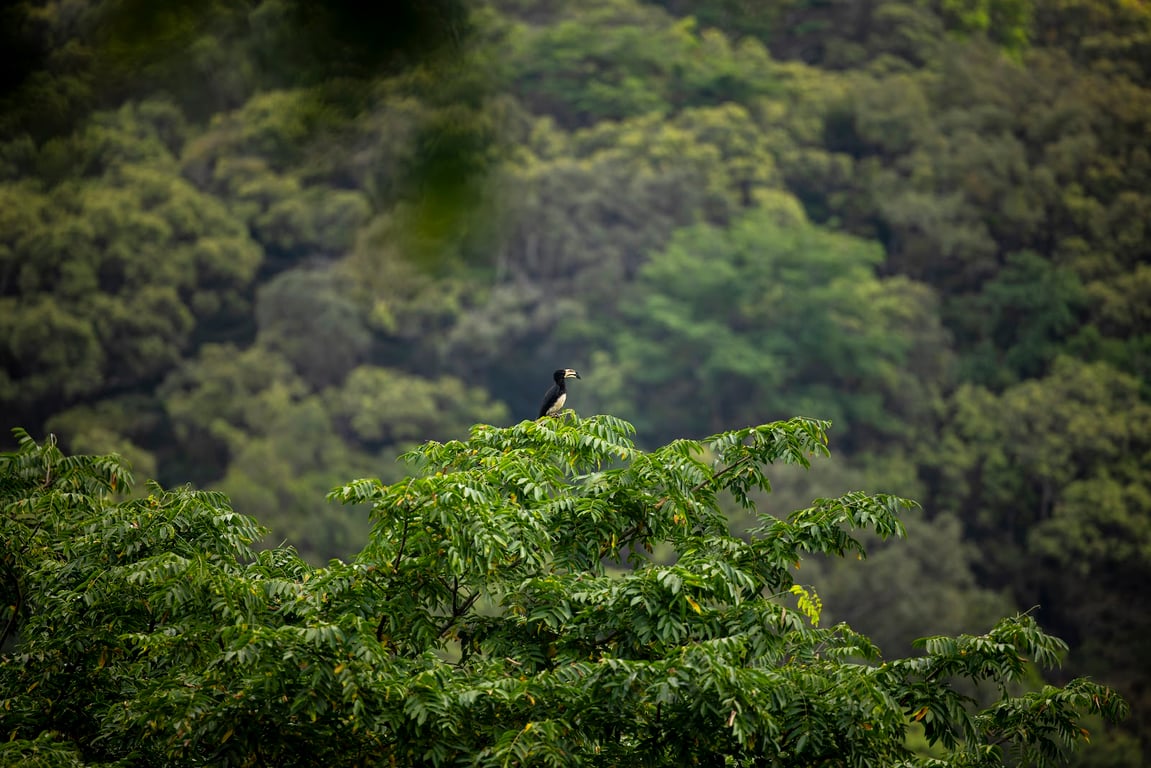 Tacugama Chimpanzee Sanctuary