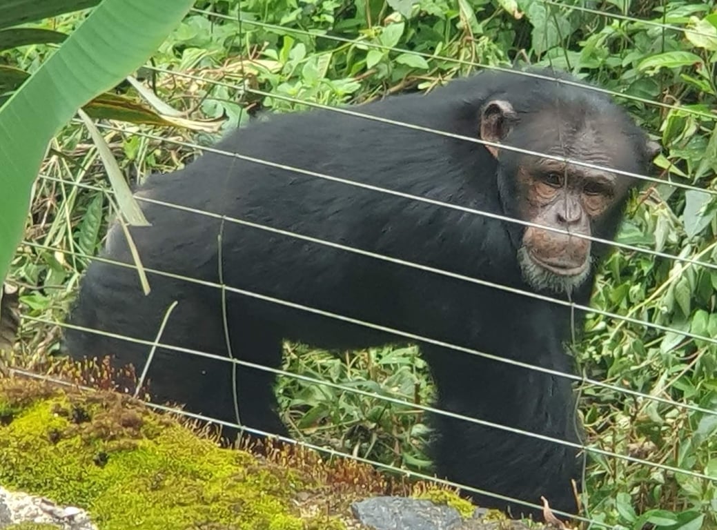Tacugama Chimpanzee Sanctuary