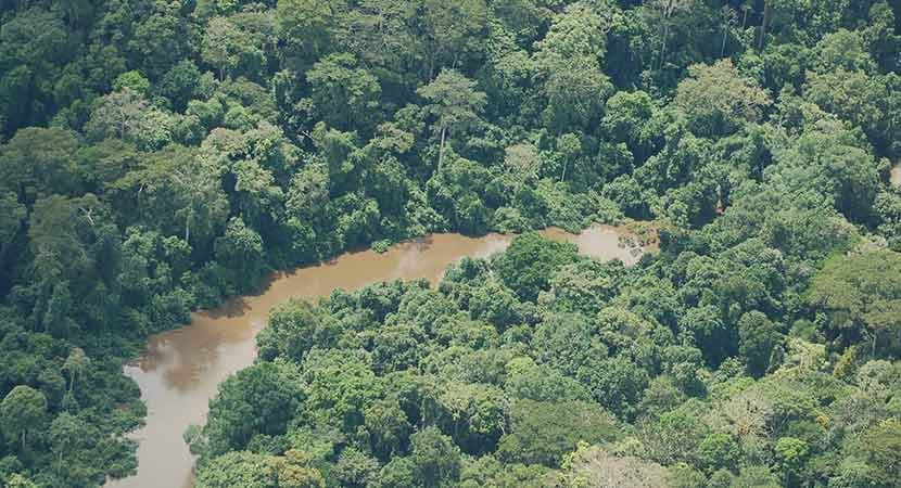 Taï National Park