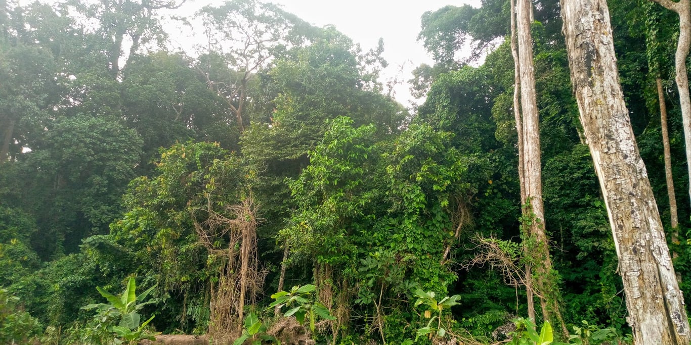 Taï National Park