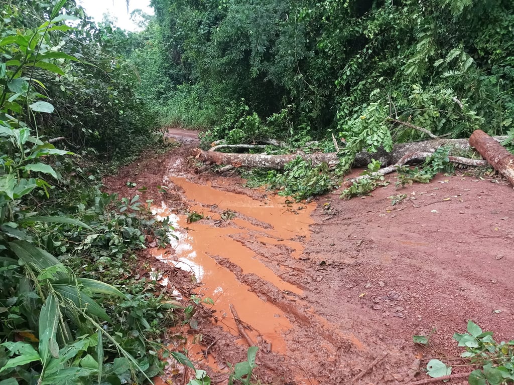 Taï National Park