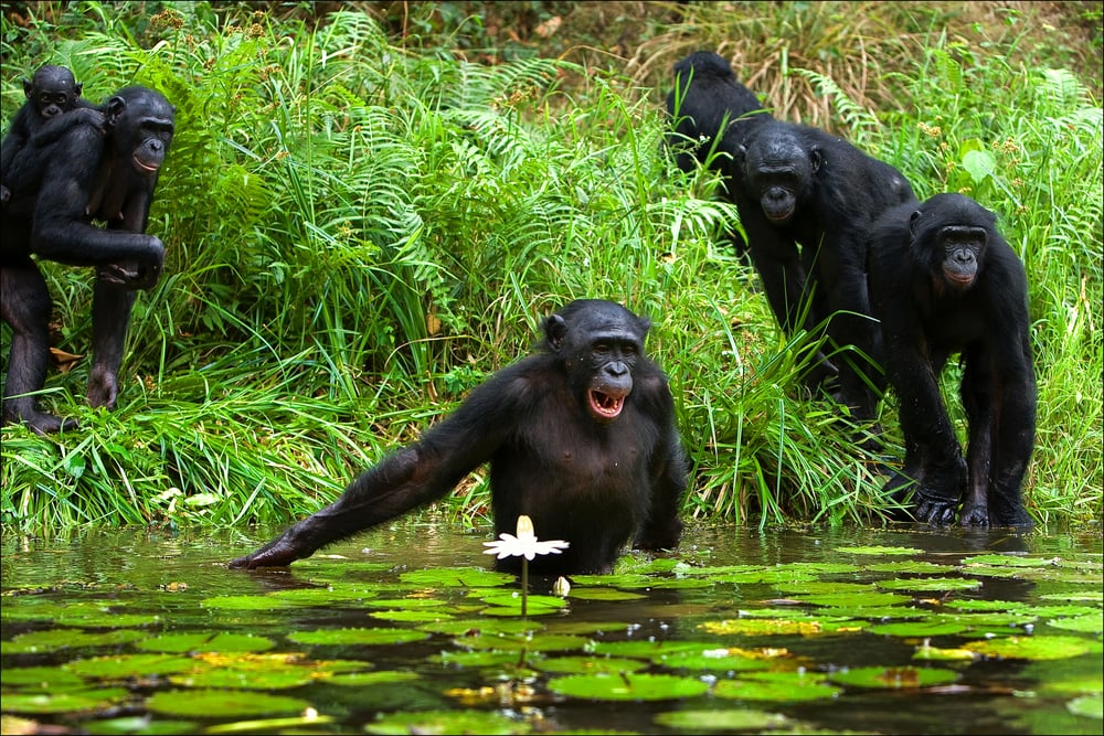 Taï National Park