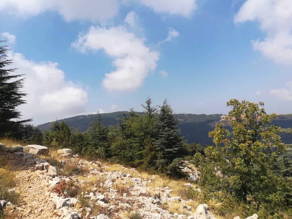 Tannourine Cedars Forest