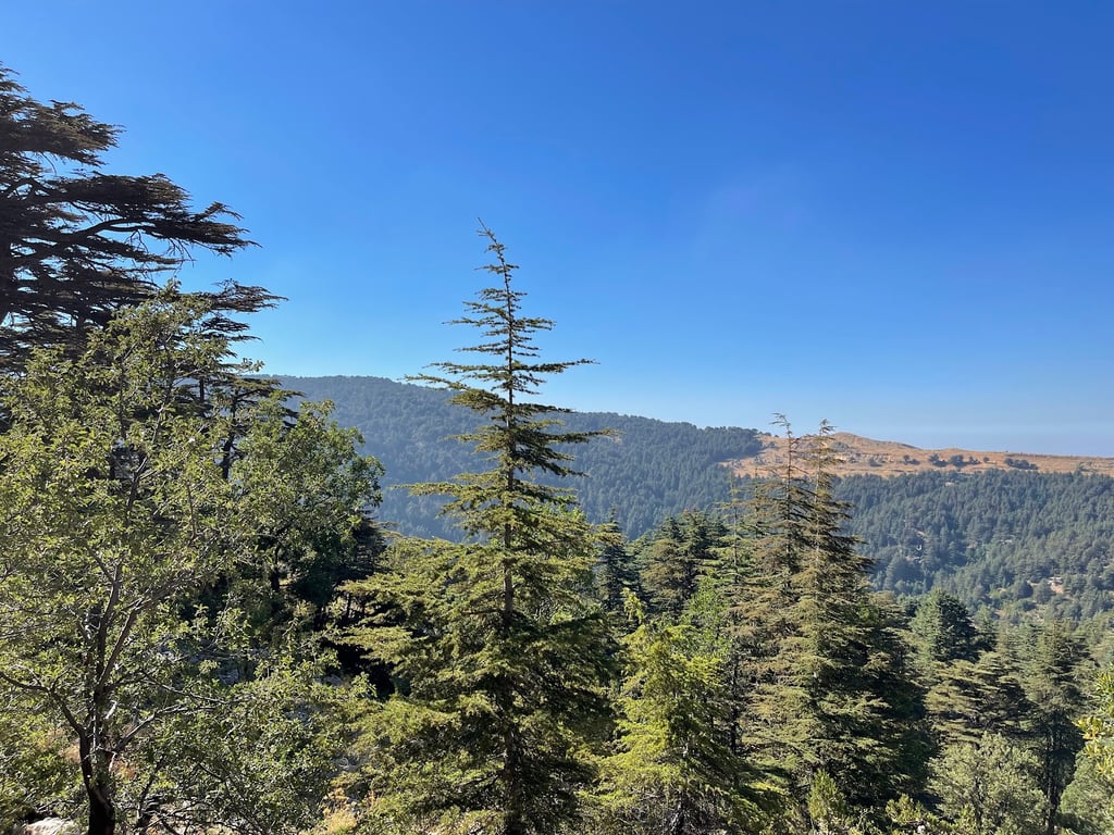 Tannourine Cedars Forest