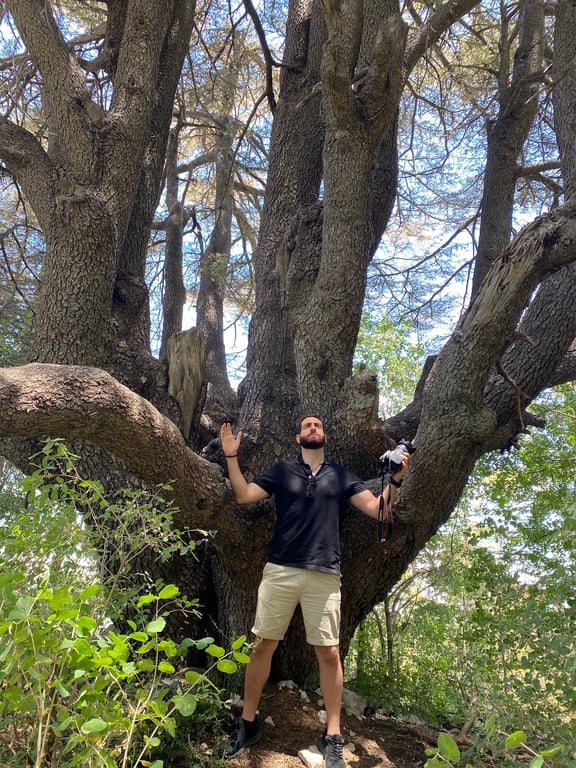 Tannourine Cedars Forest