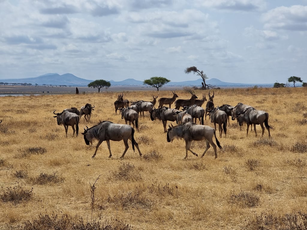 Tarangire National Park