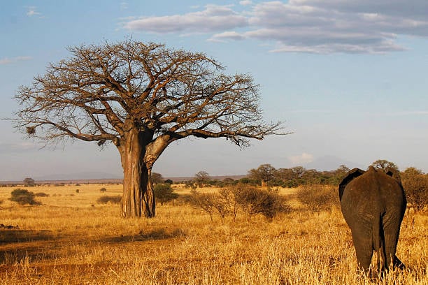 Tarangire National Park