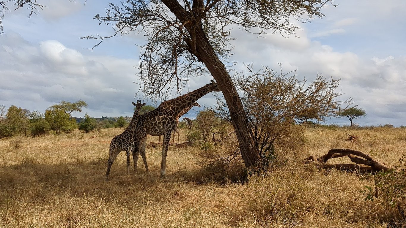 Tarangire National Park