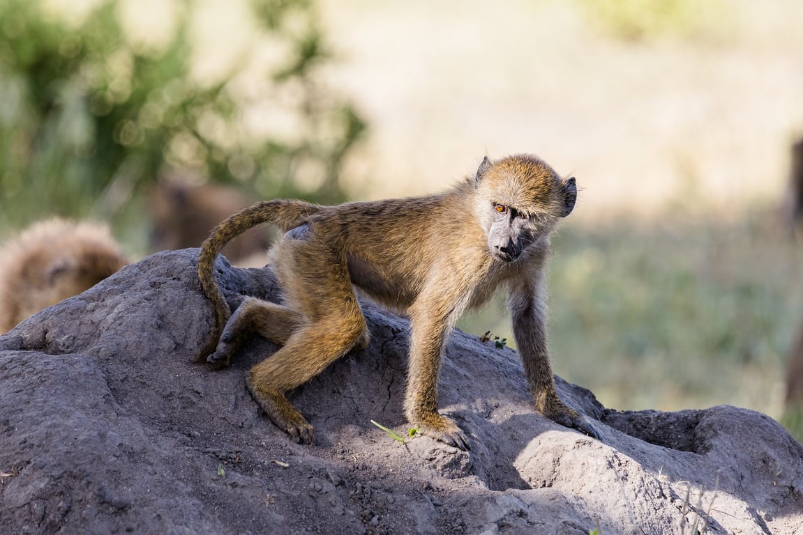 Tarangire National Park