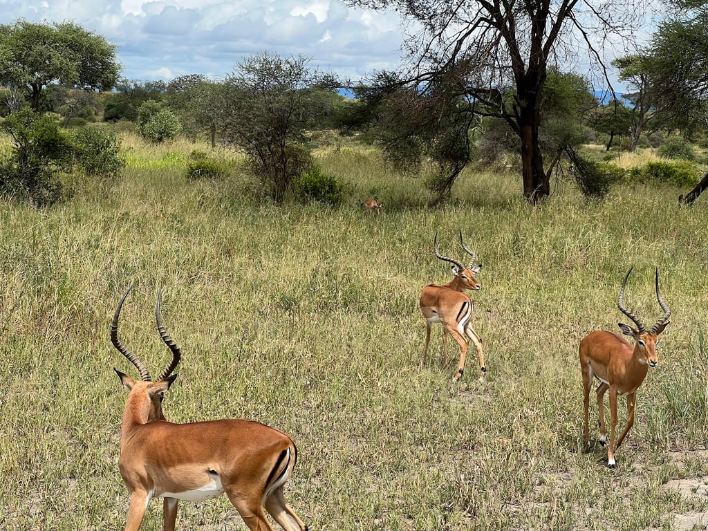 Tarangire National Park